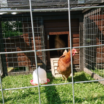 Goldie - Allein zuhaus Goldie - Allein zuhaus