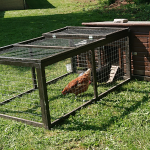 Ob die auch mal 'nen Ei legen? Ob die auch mal 'nen Ei legen?