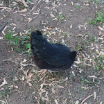 Schoko - ich bin dann mal weg Schoko - ich bin dann mal weg