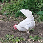 Vanille - auf der Suche nach dem verlorenen Korn Vanille - auf der Suche nach dem verlorenen Korn