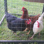 das Hühner-Trio Goldie, Schoko(lade) und Vanille das Hühner-Trio Goldie, Schoko(lade) und Vanille